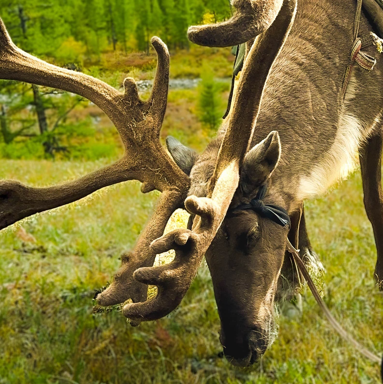 Tsaatan-Reindeer herder's Tribe 