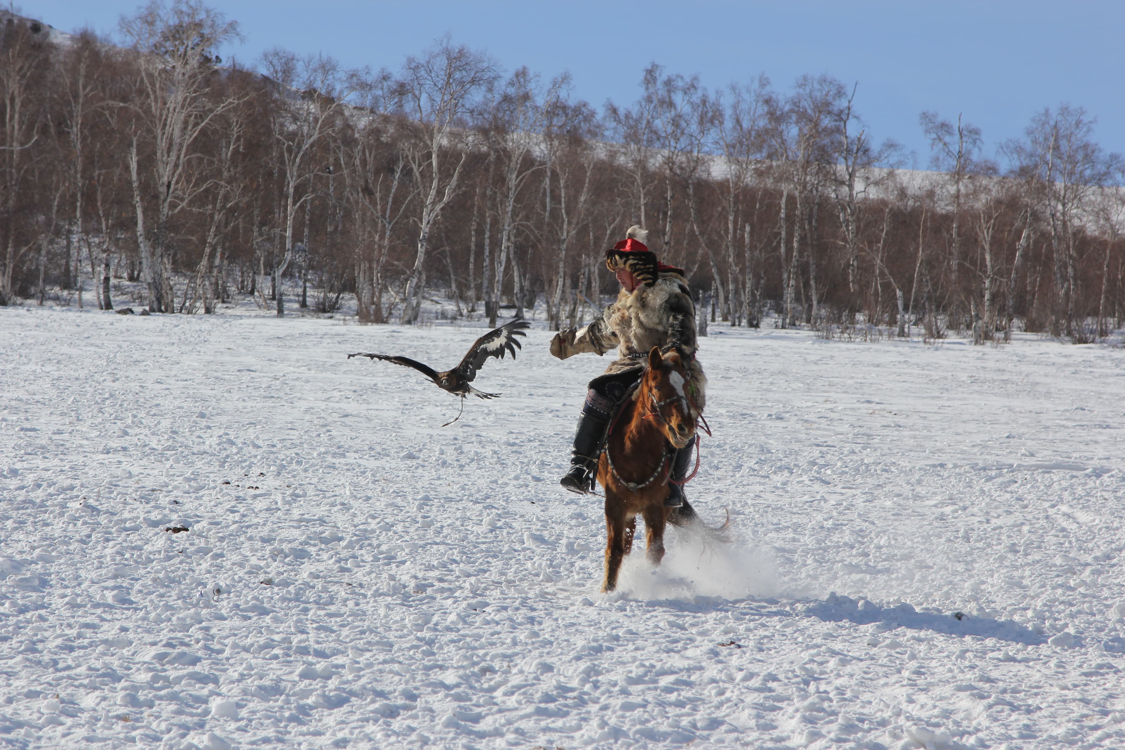 Snow Leopard, Pallas's Cat and Saiga Antelope