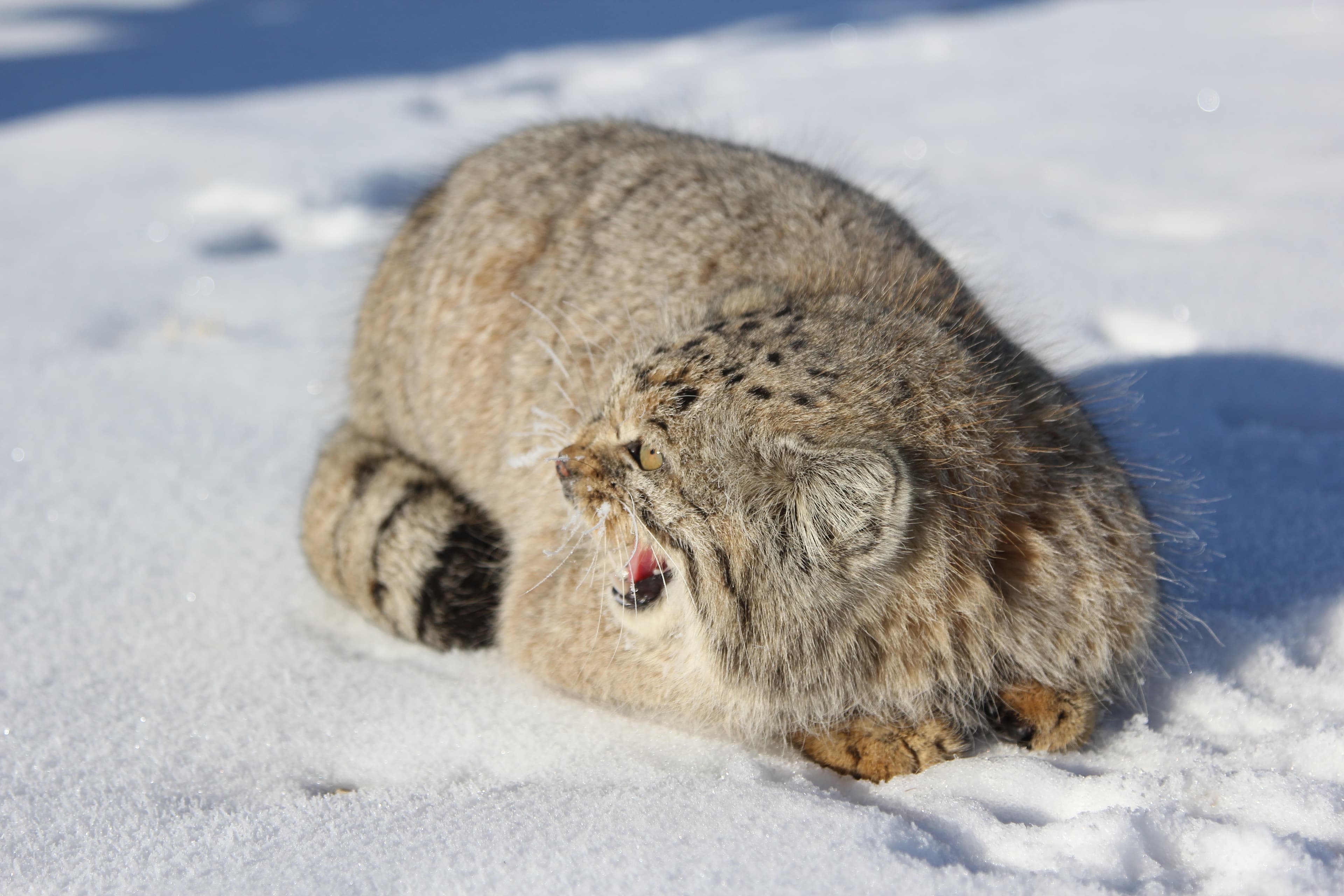 Pallas's Cat