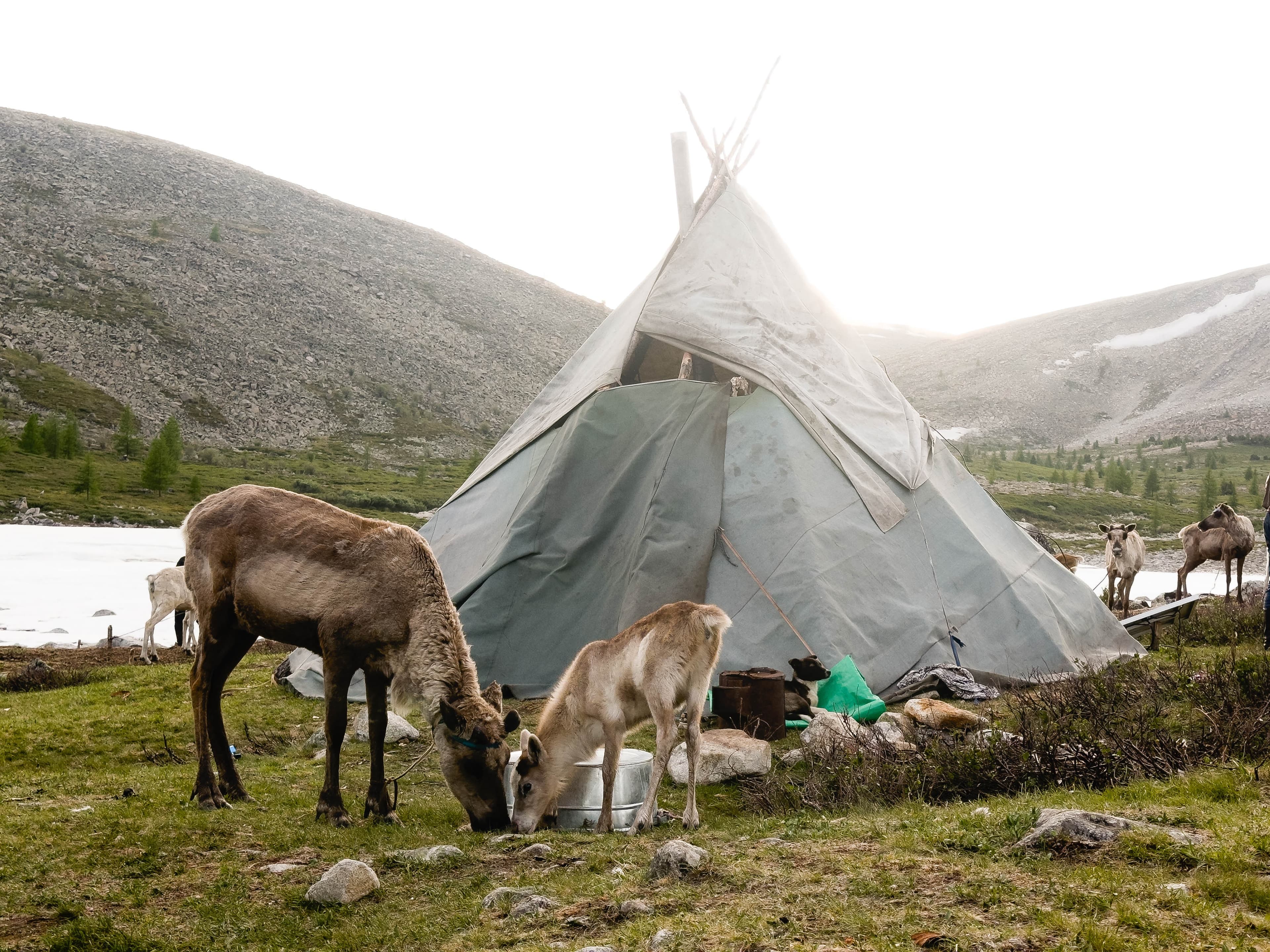 Tsaatan-Reindeer herder's Tribe 