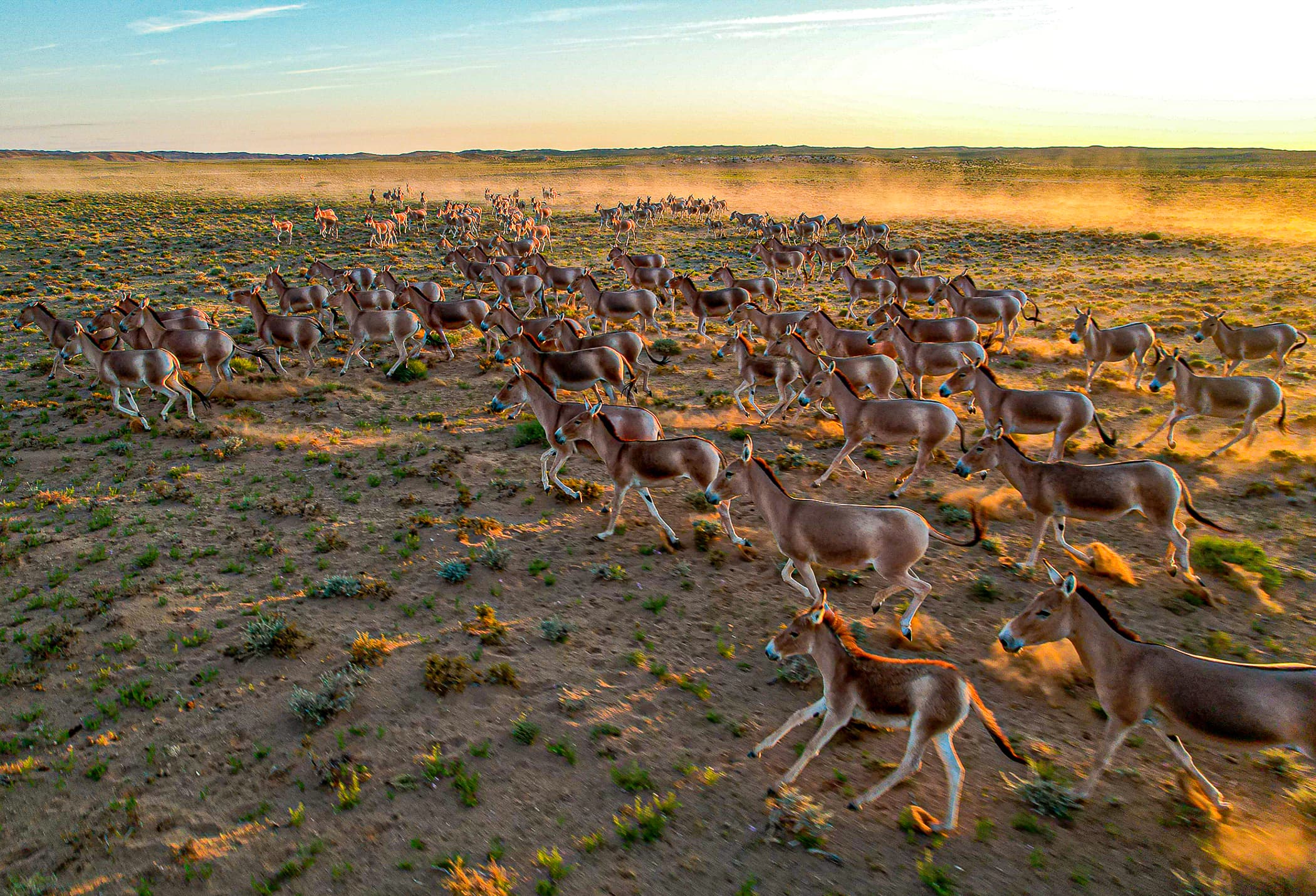 Hustai National Park and Ulaanbaatar