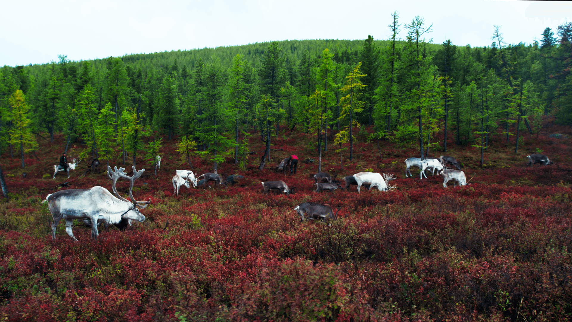 Tsaatan Reindeer Herders
