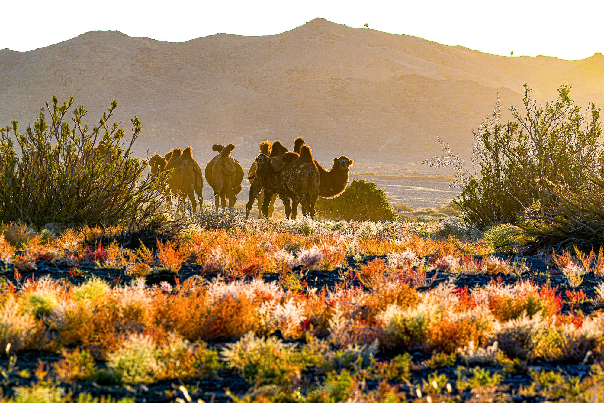 2nd Day at Khongor Sand Dunes