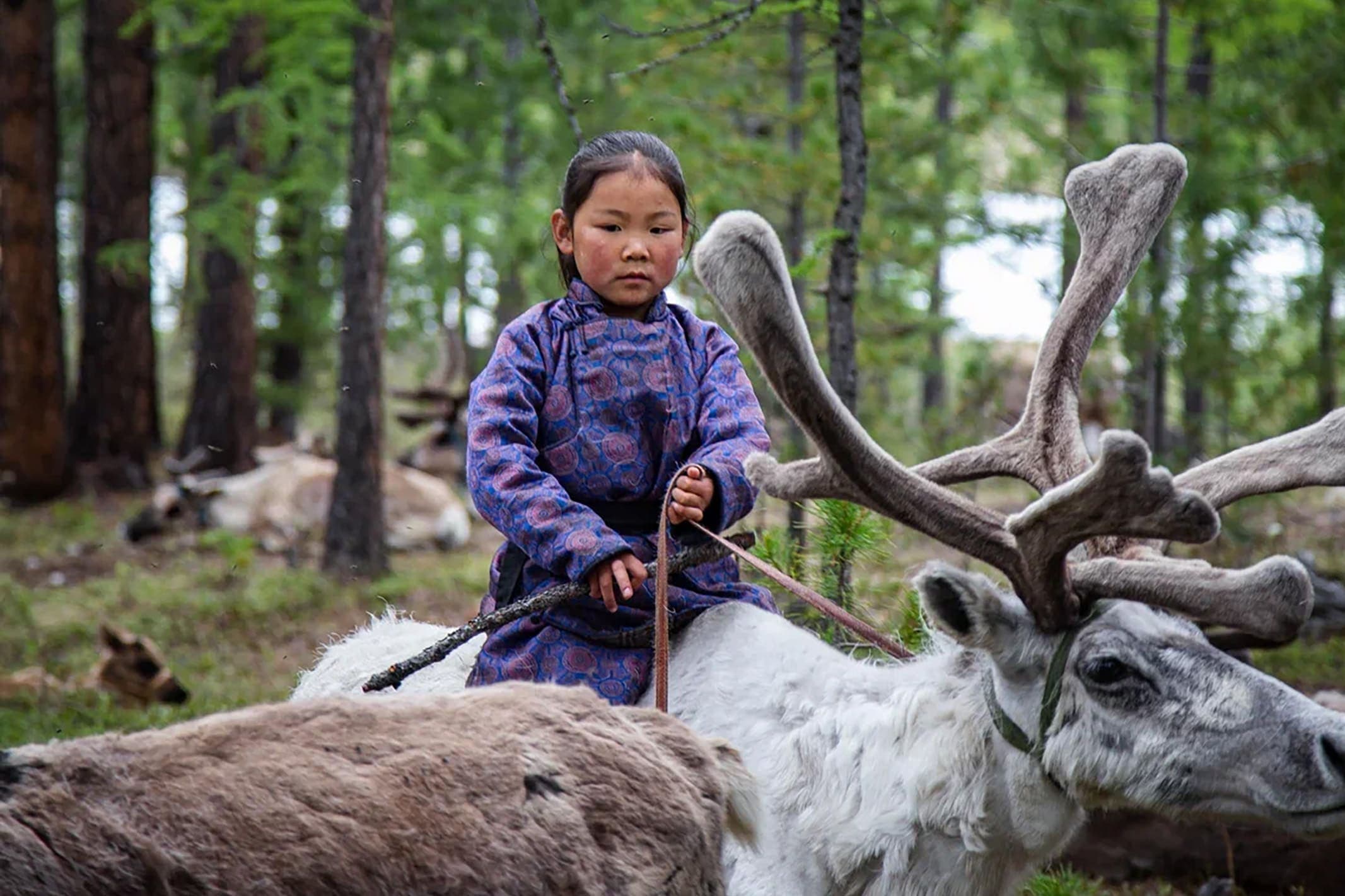 Tsaatan tour - Reindeer herders and Central Mongolia