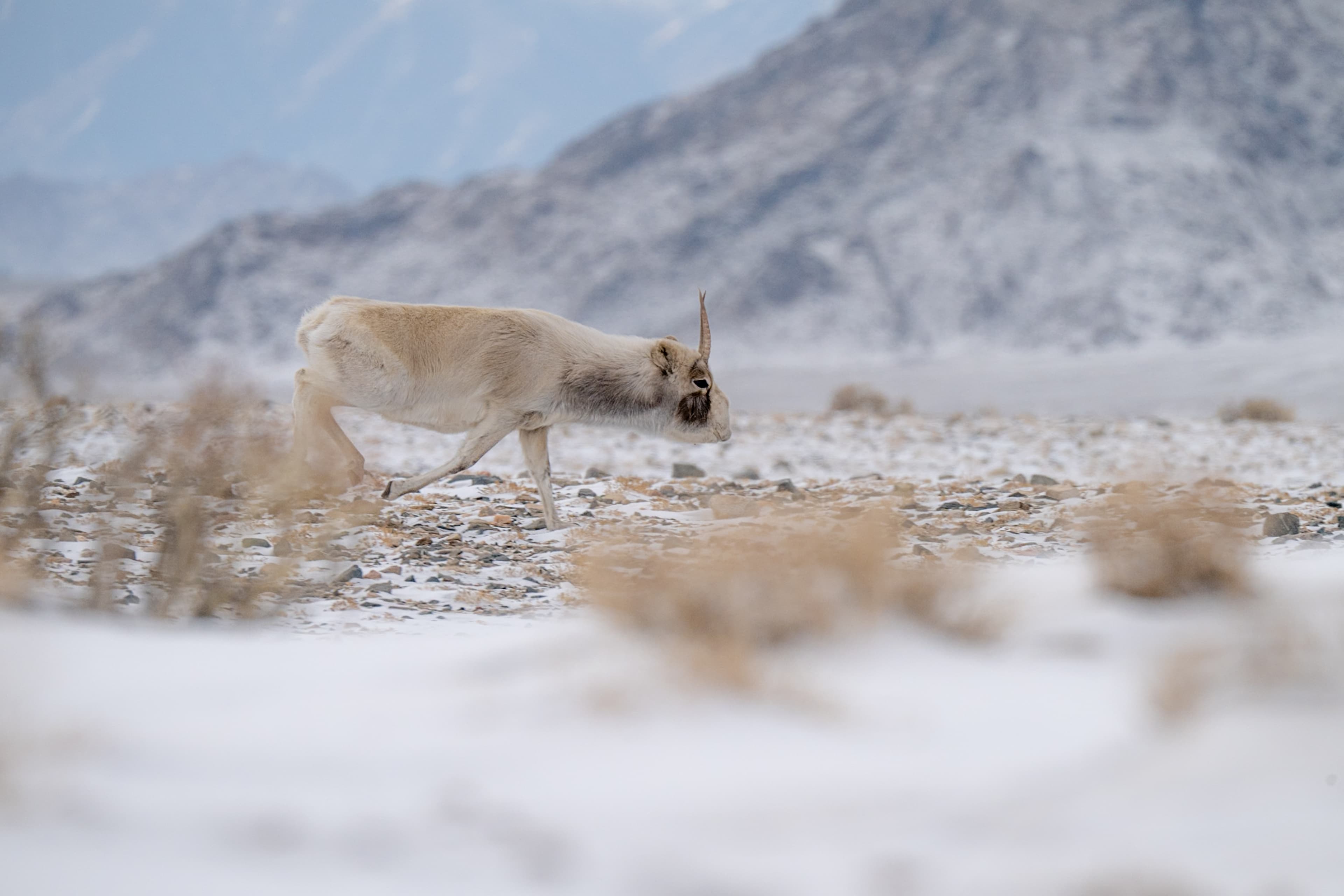 Saiga Antelope